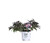 Spilled Wine Weigela (Florida) Live Shrub, Pink Flowers, Dark Purple Foliage, 1 Gallon