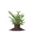 Perfect Plants Tifblue Blueberry Live Plant, 1 Gallon, Includes Care Guide