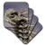 3dRose CST-9922-3 Flat-Tailed Horned Lizard, Phrynosoma Mcalli Ceramic Tile Coasters, -Set of 4-