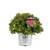 Double Play Gold Spirea (Spiraea) Live Shrub, Pink Flowers with Green and Yellow Foliage, 1 Gallon