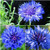 Centaurea Cyanus S.e.e.d.s, Blue Bachelor Button S.e.e.d.s, Dwarf Blue CornF.l.o.w.e.r S.e.e.d.s -500 S.e.e.d.s