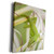 3dRose USA, Hawaii, Kauai. Anole lizard on blossom. - Museum Grade Canvas Wrap -cw-331243-1-