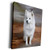 3dRose Dogs American Eskimo - American Eskimo Toy Dog - Museum Grade Canvas Wrap -cw-4178-1-