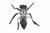 Miniblings Fly Brooch Pin Badge Button Insect Halloween 5Cm