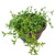 String of Dolphins Senecio Peregrinus Succulent -6 inch-