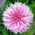 Bachelor Button, Tall Pink Seeds, 50 plus Seeds, Beautiful Bright Pink Colored Blooms.