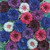 Bachelor Button, Dwarf Polka Dot Mix Seeds, 50 Seeds, Beautiful Bright Multi Colored Blooms.