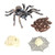 Colcolo Insect Giant Whiteknee Spider Lore Life Cycle - 4 Pcs Insect Figure Shows Life of a Bug