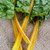 Organic Oriole Orange Swiss Chard - 2 g ~100 Seeds - Organic, Heirloom, Open Pollinated, Non-GMO, Farm  and  Vegetable Gardening  and  Micro Greens Seeds