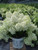 Proven Winners - Hydrangea pan. Bobo (Panicle Hydrangea) Shrub, dwarf form with white flowers, #2 - Size Container