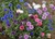 Centaurea cyanus Polka Dot Mix - Bachelors Button - Cornflower - 20-Seeds