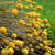 Billy Buttons Craspedia Globosa -50 Seeds-