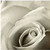3dRose ct_22343_4 Rose in Black and White Ceramic Tile, 12-Inch