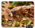 Mouse Pad - Hirsch Figure Deco Fur Autumn Forest Animal Wild 1