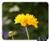 Mouse Pad - Flower Yellow Sun Button Nature Petals Garden