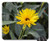 Mouse Pad - Yellow Flowers Button Flower Yellow Petals Nature