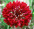 Tall Red Bachelor Button Flower Seeds,500 Count "COOL BEANS N SPROUTS" Brand. Home Gardening.