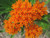 30 Orange Butterfly Milkweed Asclepias Flower Seeds