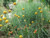 P012S. Craspedia Billy Button - 30 Seeds