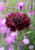 PAPCOOL Black Bachelors Button Cornflower Flówer S??DS/Annual 35 plus S?eds for Pl?nting
