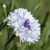 White Dot Bachelor's Button Seed, 50 Seeds
