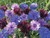 Purple Haze Bachelor's Button Seed, 50 Seeds