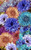 Double Ball Mix Bachelor's Button Seed, 50 Seeds