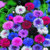 Frosted Mix Bachelor's Button Seed, 50 Seeds