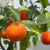 Elwyn 25 Sweet Mandarin Orange Tree Seeds