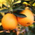 Elwyn 10 Navel Orange Fruit Seeds