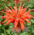 Orange Bee Balm Seed, 100 Seeds