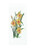 Colcards -- Slim Greeting Card Daffodils Design by Rene Burton -- Blank Inside