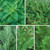 Burpee Windowsill Herb Collection Seeds 5 packets of seed.