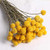 25 PCS Cute Yellow Billy Buttons Craspedia Globosa PCS