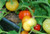 ALMA Paprika Pepper White Orange Red Hungarian Cherry Capsicum Annuum jocad -25 Seeds-