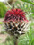 RED Bachelors Button Cornflower Centaurea jocad -750 Seeds-