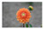 LESGAULEST Doormat Floor Rug/Mat -23.6 x 15.7 inch- - Flower Button Orange Petals Flowering Summer