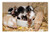 LESGAULEST Doormat Floor Rug/Mat -23.6 x 15.7 inch- - Mice FarbmAuse Long Tail Mice Button Eyes Tame