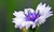 750 White Bachelor's Button / Cornflower Centaurea Cyanus Flower -ASFP- ct Can Grow in Pot