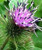 200 Great Burdock Arctium Lappa -Edible Burdock / Cockle-Button / Beggar's Buttons- HERB Flower -ASFP- ct Can Grow in Pot