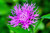 1000 Mixed Bachelors Button Cornflower Centaurea -LMSP- ct Can Grow in Pot