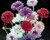 SmartMe - 1/4 oz Mixed Bachelor Button Ct, Cornflower Ct, Bulk Ct, Approx 1,500 - High Germination - -SS-