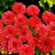 SmartMe - 1/4 oz Red Bachelor Button Ct, Tall Red Cornflower Ct, Bulk Flowers 1500 Ct - High Germination - -SS-
