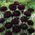 Fresh Seeds - Black Bachelor Button Seeds, Black Cornflower Seeds, Bulk Flower Seeds, 250ct