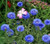 Fresh Seeds - Blue Bachelor Button Seeds,Tall Blue Cornflower Seeds, Bulk Flower Seeds, 500ct