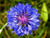 Cobalt Bachelor's Button Cornflower Flower Seeds / Annual jocad -35 plus Seeds-