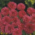 Bold Red Bachelor's Button Cornflower Flower Seed / Long Lasting Annual jocad -35 plus Seeds-