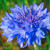 Non GMO Bulk Cornflower/Bachelor Button Seeds -"Dwarf Blue" Centaurea cyanus -1 lb- 90,000 Seeds