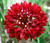 Cornflower Bachelor's Button RED Centaurea Cyanus - 500 ct
