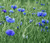 Cornflower BachelorS Button Blue Dwarf Centaurea Cyanus - 500 ct